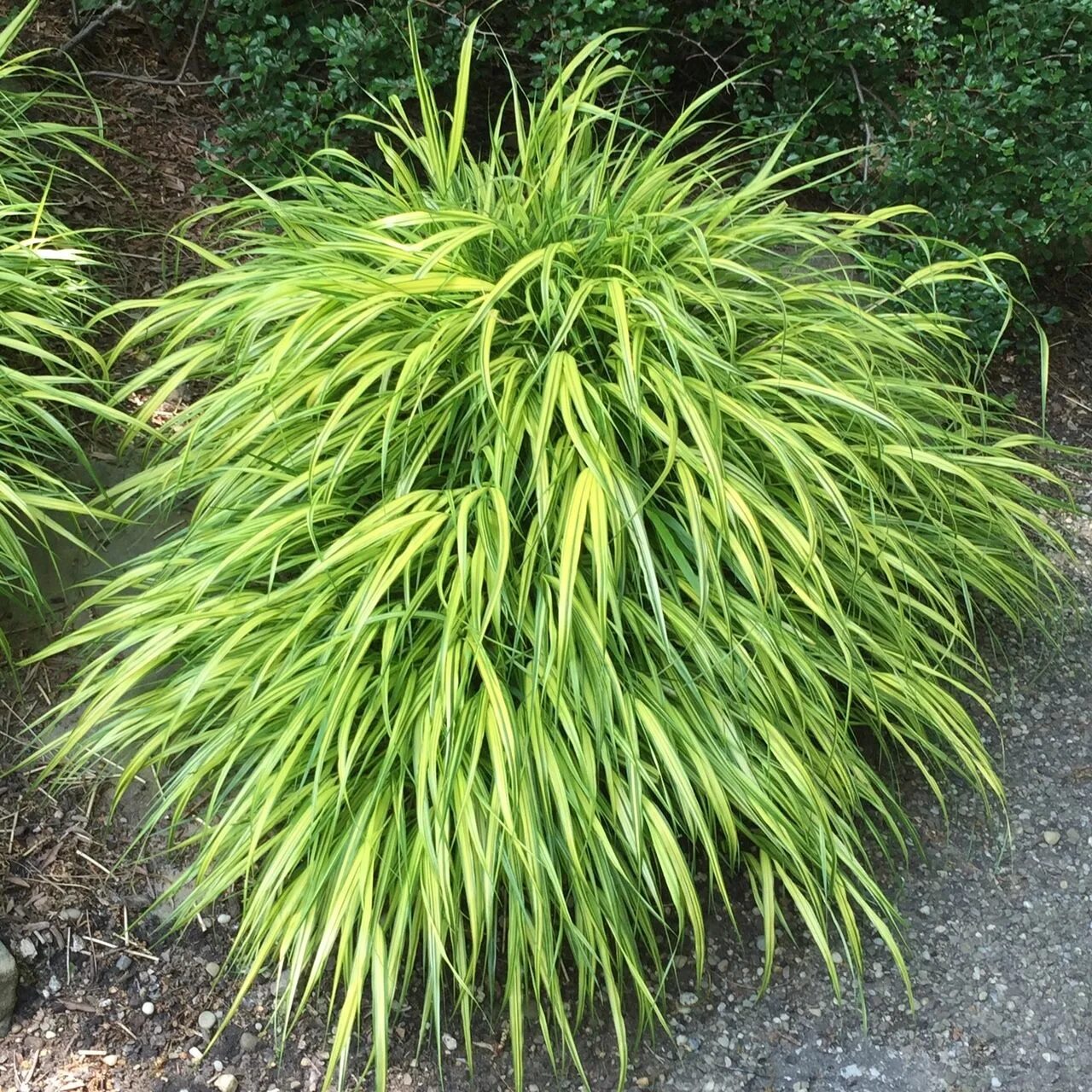 Мискантус грациелла. Panicum virgatum 'shenandoah'. Мискантус сизый. Декоративный злак пеннисетум. Ковыль stipa tenuissima.