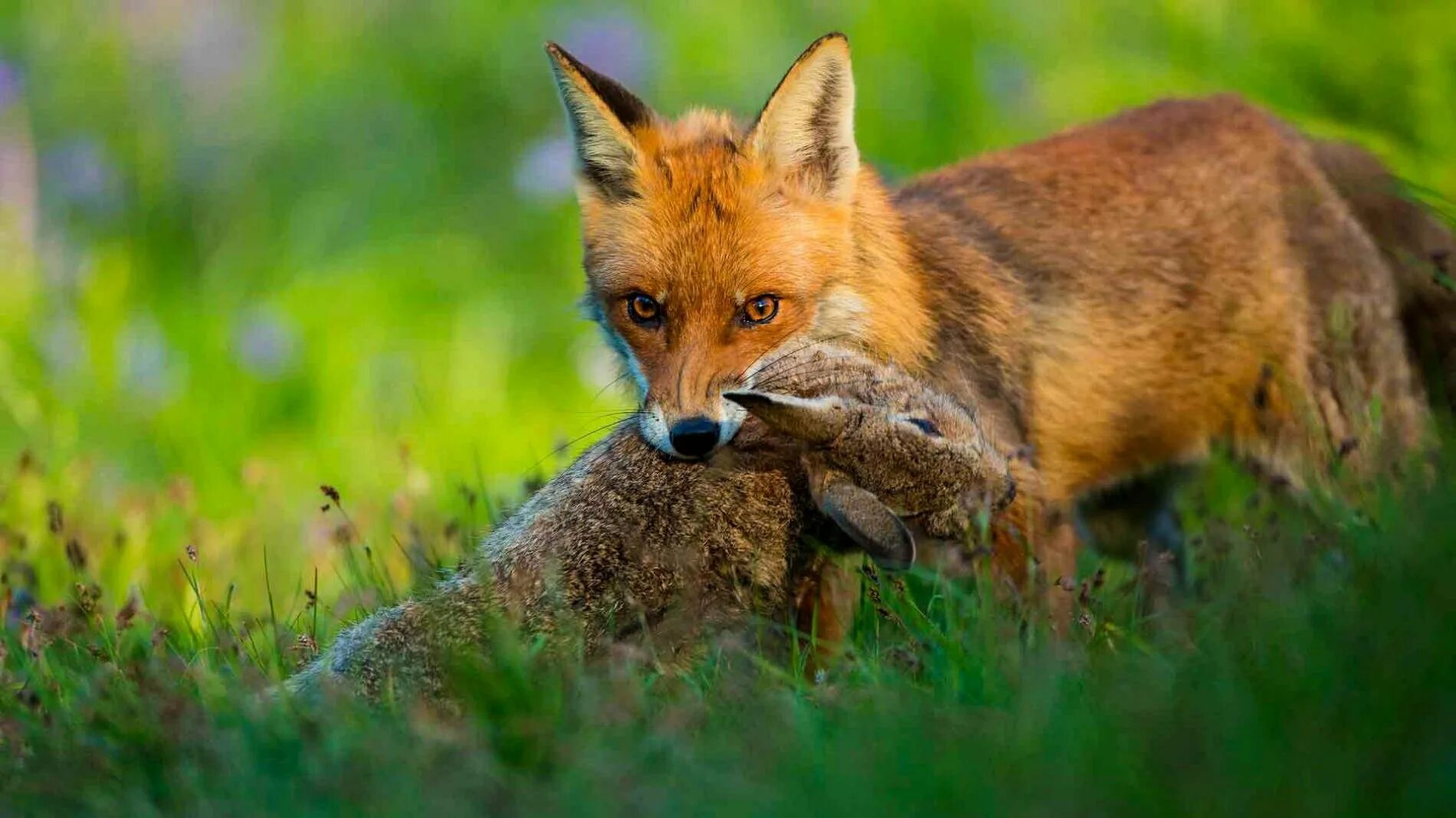 Лисенок и зайчонок. Лиса м заяц. Лисичка и зайчик. Лиса и кролик. Толстой а.