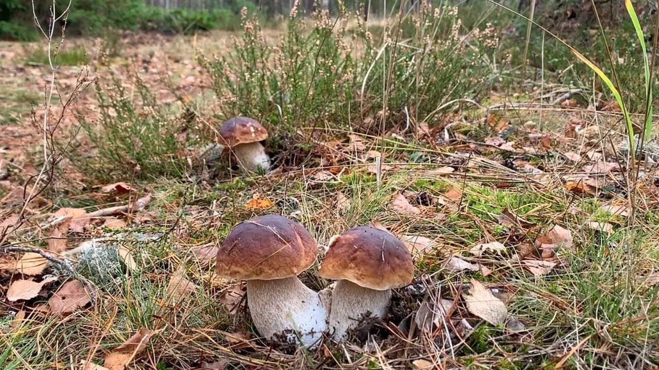 Поляна белых грибов. Грибная Поляна белых белых грибов. Поляна Боровиков. Карелия.Поляна белых грибов.