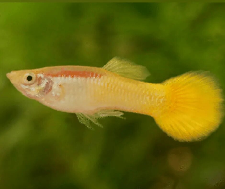 Гуппи - германская желтая (самец). Аквариумная рыбка гуппи белый. Гуппи берлинские желтые. Гуппи желтые. Гуппи берлинские желтые.