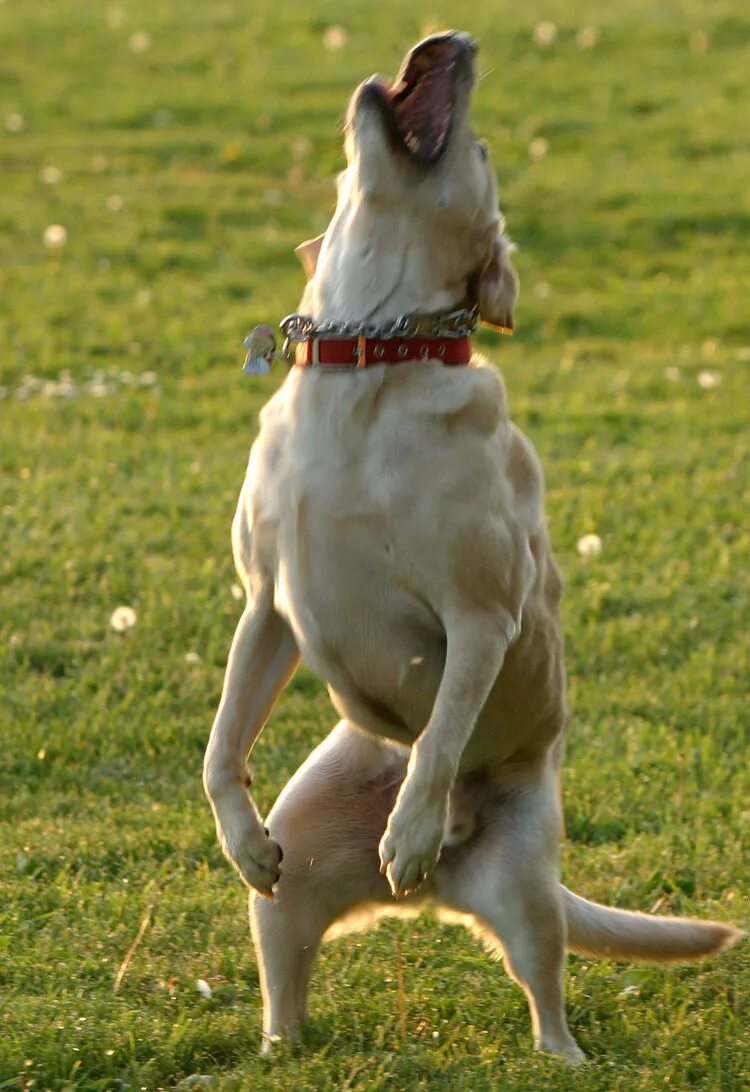 собачка на задних.