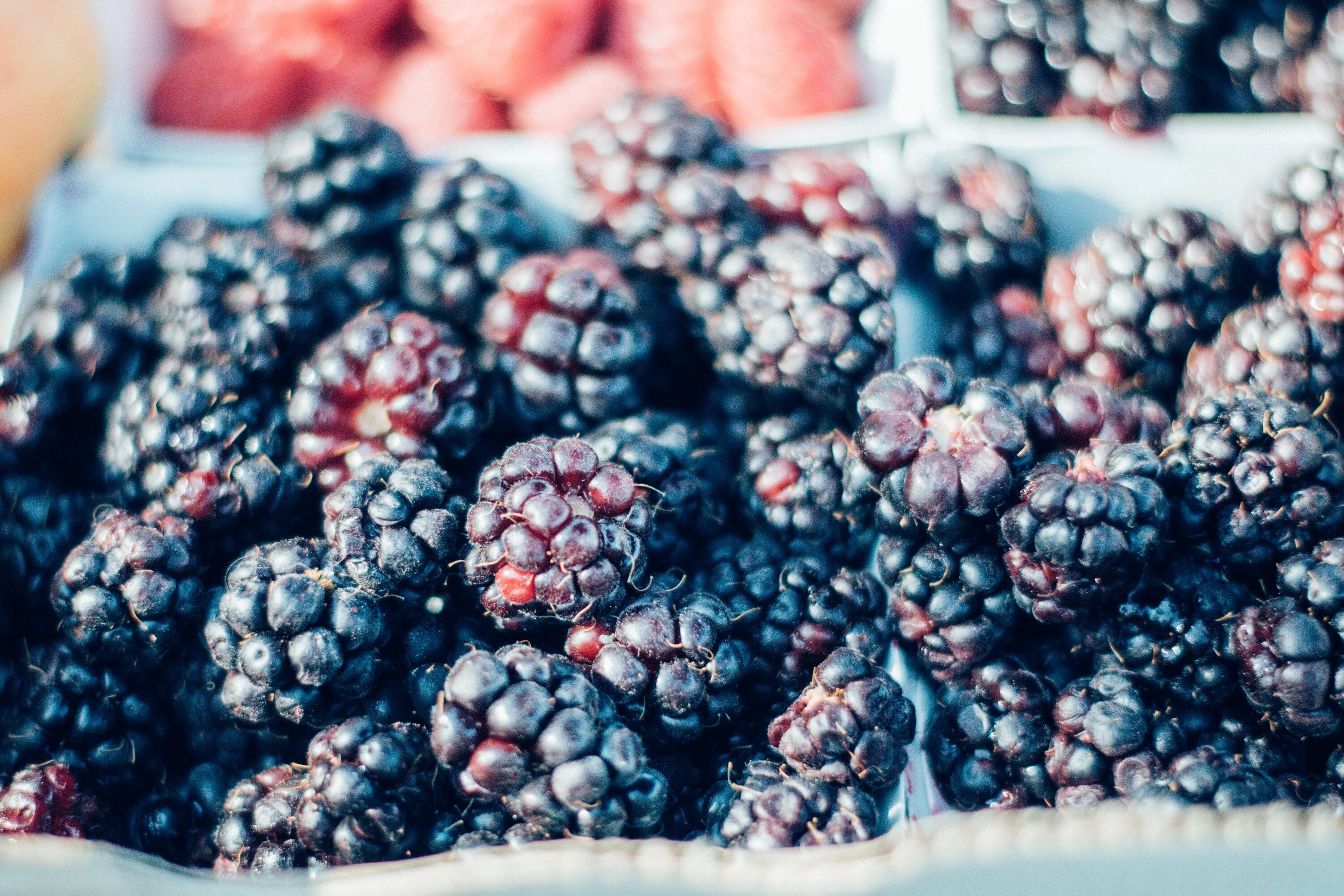 Плод ягода. Синие фрукты и ягоды. Berry Fruit Москва. Ежевика замороженная. Мята фруктовая