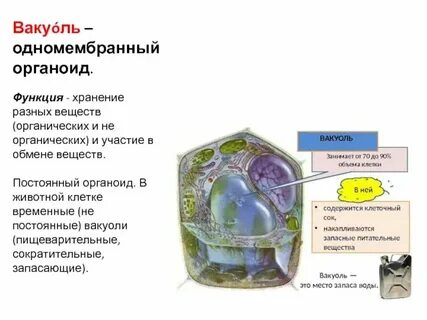 Вакуоли животной клетки