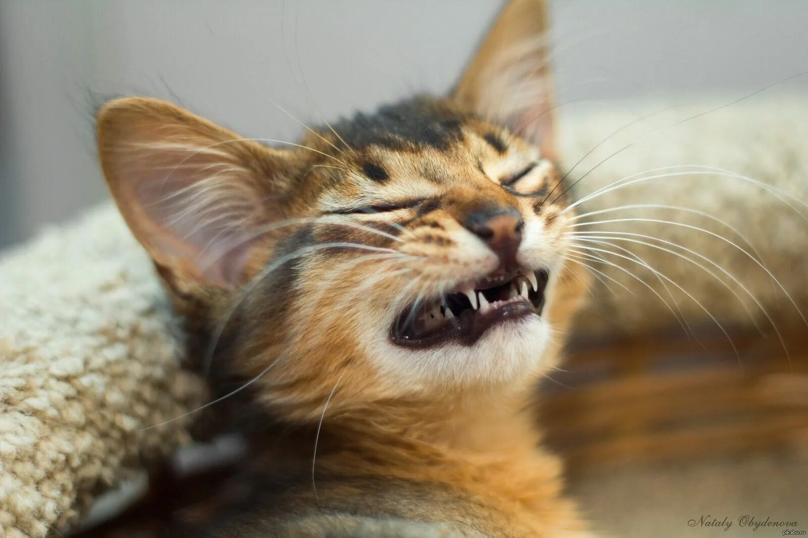 Кот улыбка картинки. Кошка улыбается. улыбка кота. кот улыбака. смешной кот улыбается.