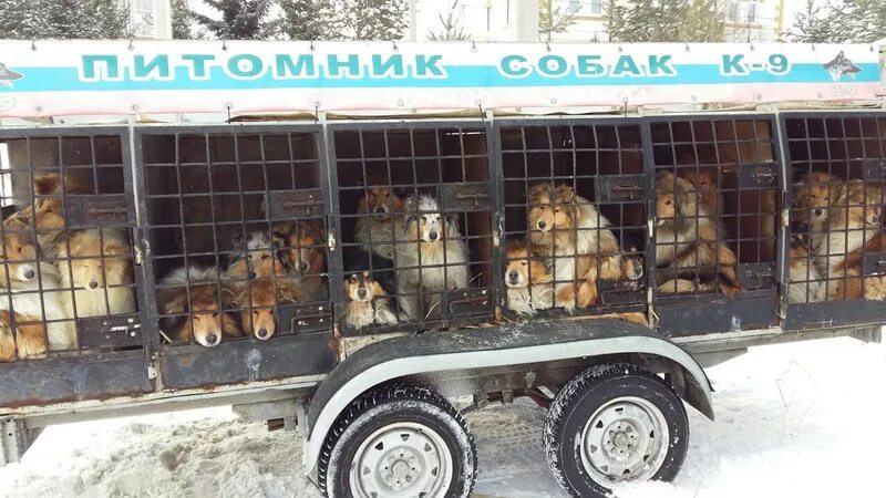 Питомник иркутск сайт. Питомник к-9 Иркутск. К-9 питомник собак Иркутск. Приют к9 в Иркутске. Ка 9 Иркутск собачий питомник.