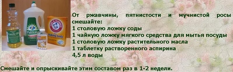 Подкормка молоком с йодом. Удобрение с йодом для помидор. Подкормка помидор йодом и молоком. Подкормка томатов борной кислотой и йодом. Борная кислота для растений раствор.