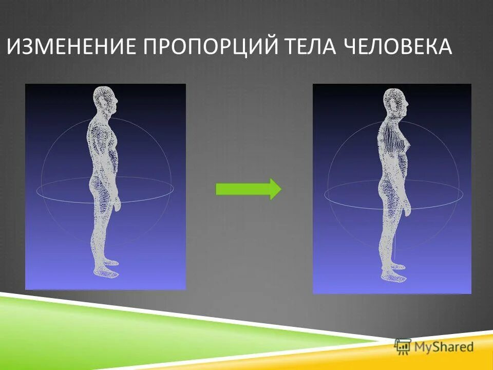 Модель человека для моделирования. 3д модель человека. Модели человека в науках. Модель человека. Компьютерная модель человека.