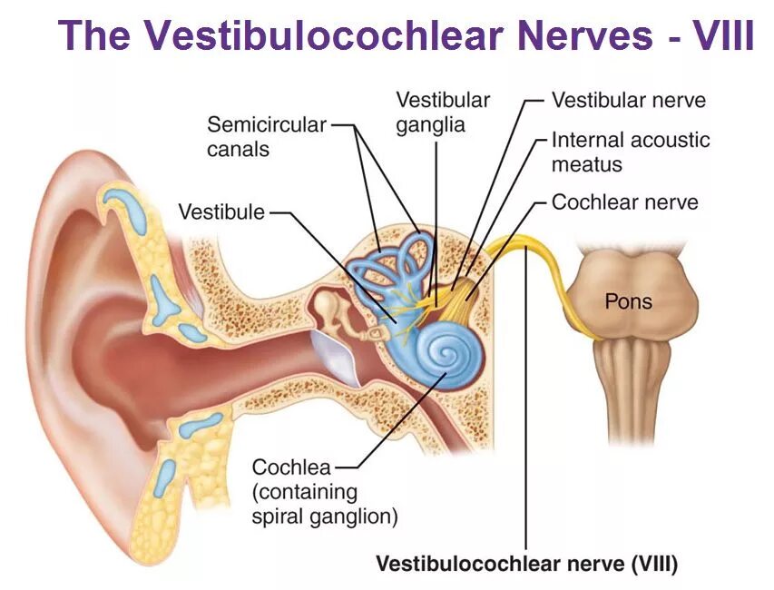 Поражение слухового нерва. Преддверно-улитковый нерв схема. Улитковые ядра преддверно-слуховой нерв. Строение уха слуховой нерв. Вестибулярный нерв и слуховой аппарат.