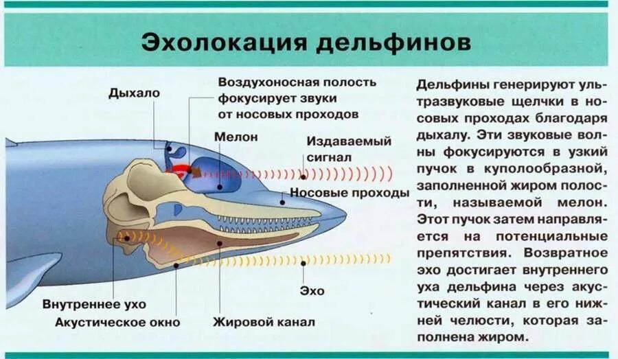 Эхолокация позволяет выбери верный вариант. Эхолокационный аппарат дельфина. эхолокация у дельфинов как работает. эхолокация китов схемы. эхолокатор дельфина строение.