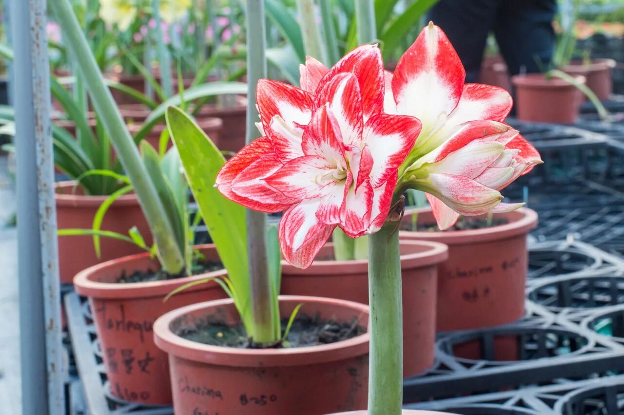 Гиппеаструм уход после цветения. Амариллис Belladonna. Амариллис (Amaryllis Belladonna). Цветы амариллис белладонна. Амариллис (гиппеаструм) белладонна.