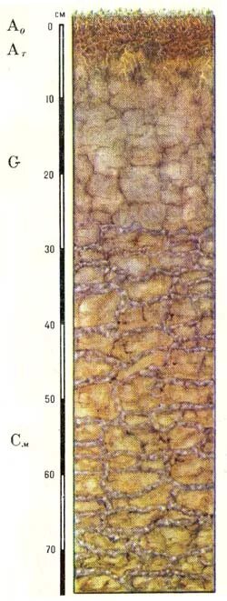 Тундровая глеевая почва гумусовый горизонт. Почвенный профиль арктических почв. Почвенный профиль Болотной арктической почвы. Тундрово-болотные почвы профиль. Тундрово-глеевые почвы профиль.