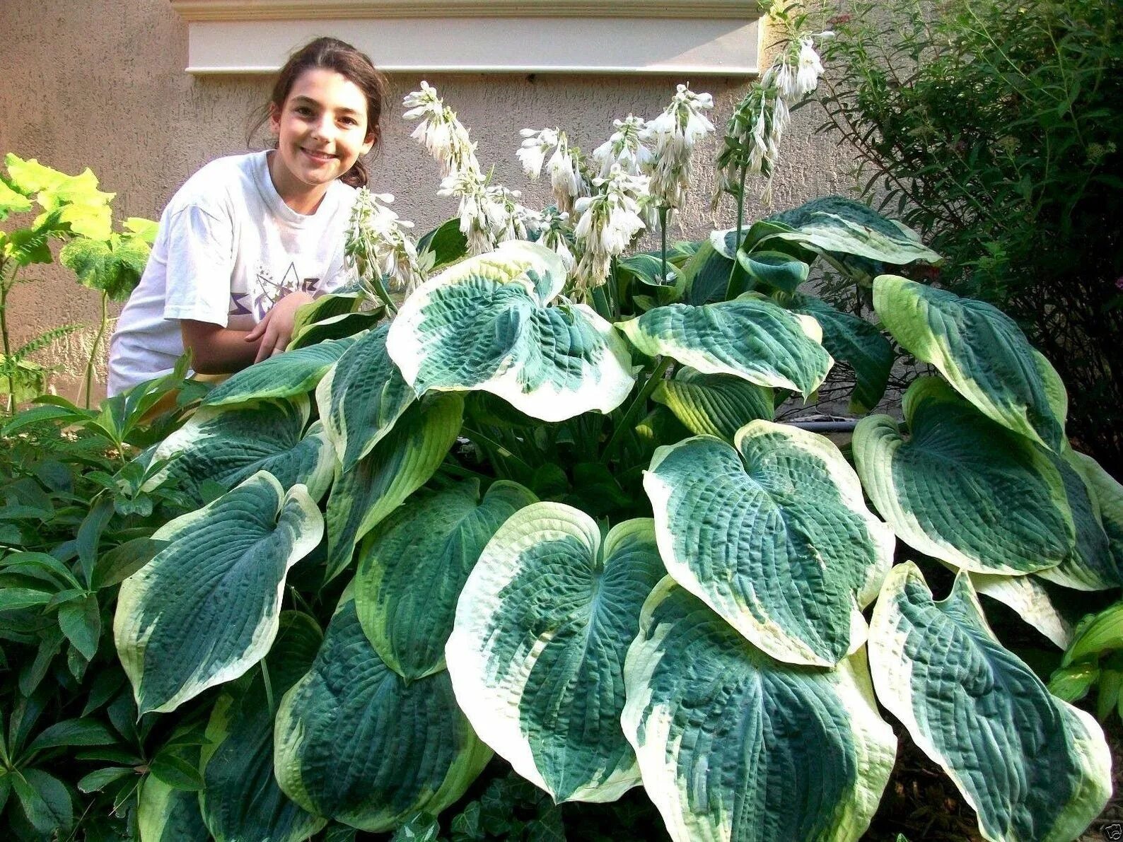 Hosta tratt. Хоста блю дэдди. Хоста liberty hosta liberty. Хоста гибридная liberty. Хоста большая фото.