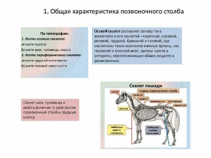 Если у животного имеется отдел скелета. Отделы скелета общая характеристика. Осевой скелет туловища животных. Общая характеристика скелета животных. Деление скелета на отдела осевой.