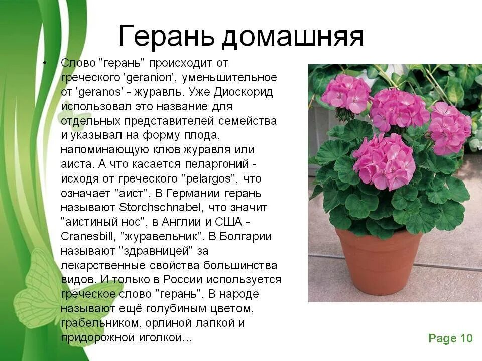Герань. Герань комнатное растение описание. Пеларгония герань. Герань стебель описание. Герань описание уход.