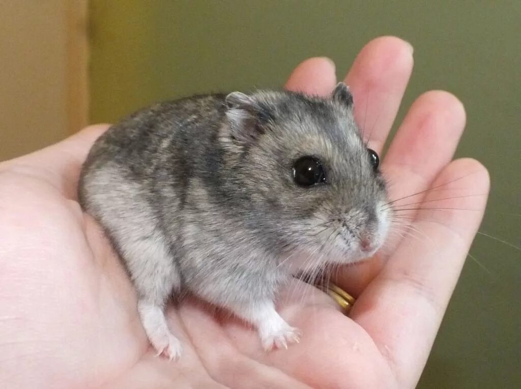 Джунгарский хомяк окрас сапфир. Джунгарские хомяки (phodopus sungorus). Хомяки джунгарики серые. Джунгарский хомяк серый. Джунгарский хомячок серый.