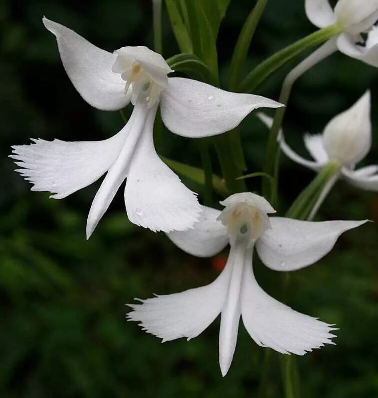 Крылатый цветок. Орхидея Impatiens Bequaertii. Хабенария Орхидея. Орхидея хабенария Дентата. Орхидея хабенария Радиата.