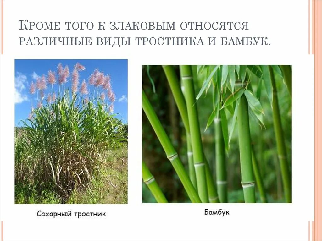 Злаковым является. Стебель злаковых Соломина. Сахарный тростник Соломина. Семейство злаковых сахарный тростник. Сахарный тростник цветок.