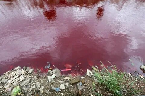 Текут красно белые реки