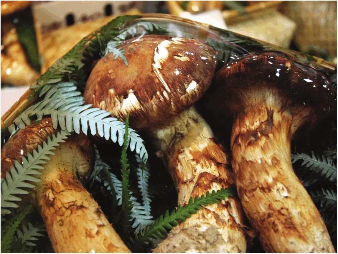 Путем грибной мудрости. Сосновый гриб мацутакэ. Рядовка мацутакэ. Японские грибы мацутаке. Мацутакэ (Tricholoma Matsutake).