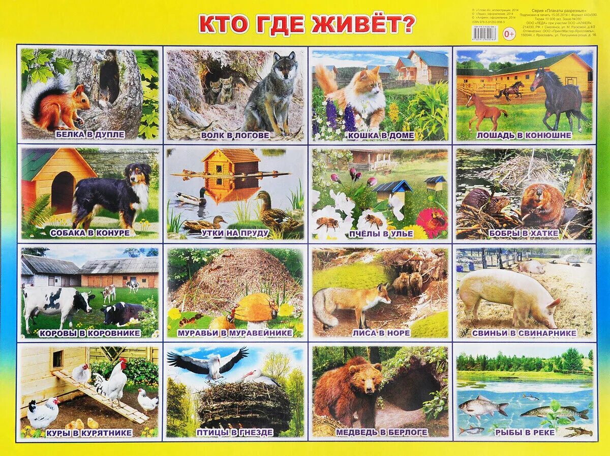 Где живет пейте. Кто где живет. где живут животные. где житвутдикие животные. кто где живёт животные.