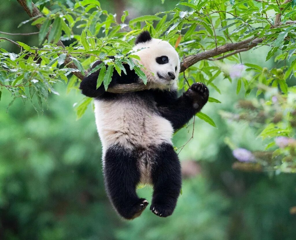 Большая панда живет. Большая Панда или бамбуковый медведь. Панда и эвкалипт. Большая Панда бамбуковый медведь. Китай Панда бамбук.