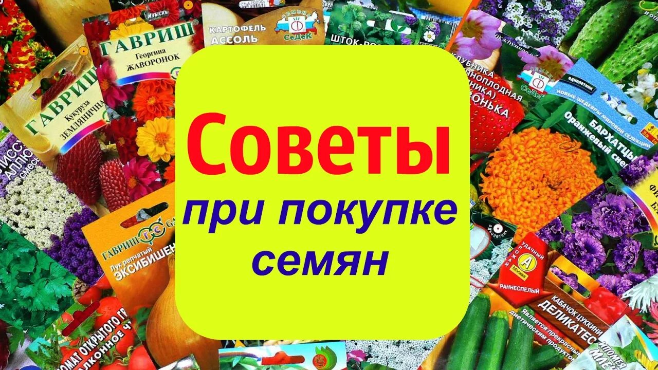 Семена овощей цена. Семена овощей. Большое поступление семян. Реклама магазина семян. Семена новое поступление.