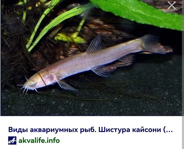 Длинные аквариумные рыбки фото и название Угорь Макрогнатус глазчатый (Macrognathus aculeatus) купить по выгодной цене в и