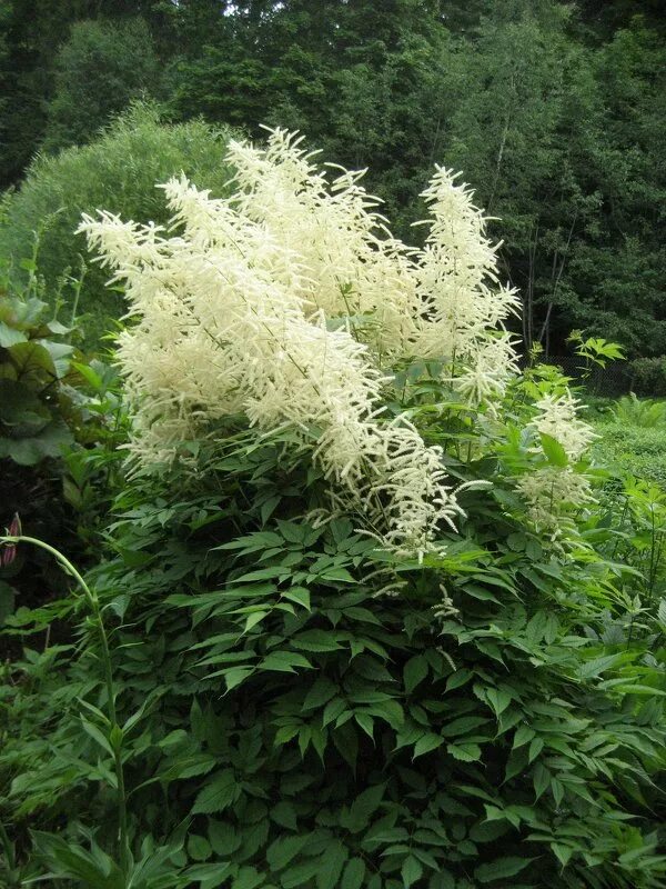 Арункус фото. Волжанка dioicus. Волжанка dioicus (Sylvestris). Арункус Лесной. Растение Волжанка Диоикус.