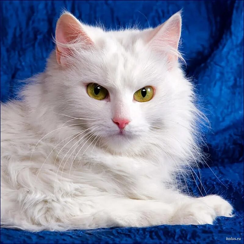 Как называется белая порода кошек. Турецкая ангорская кошка. Ангорская кошка турецкая ангора. Турецкая ангорская белая кошка. Белый ангорский кот.