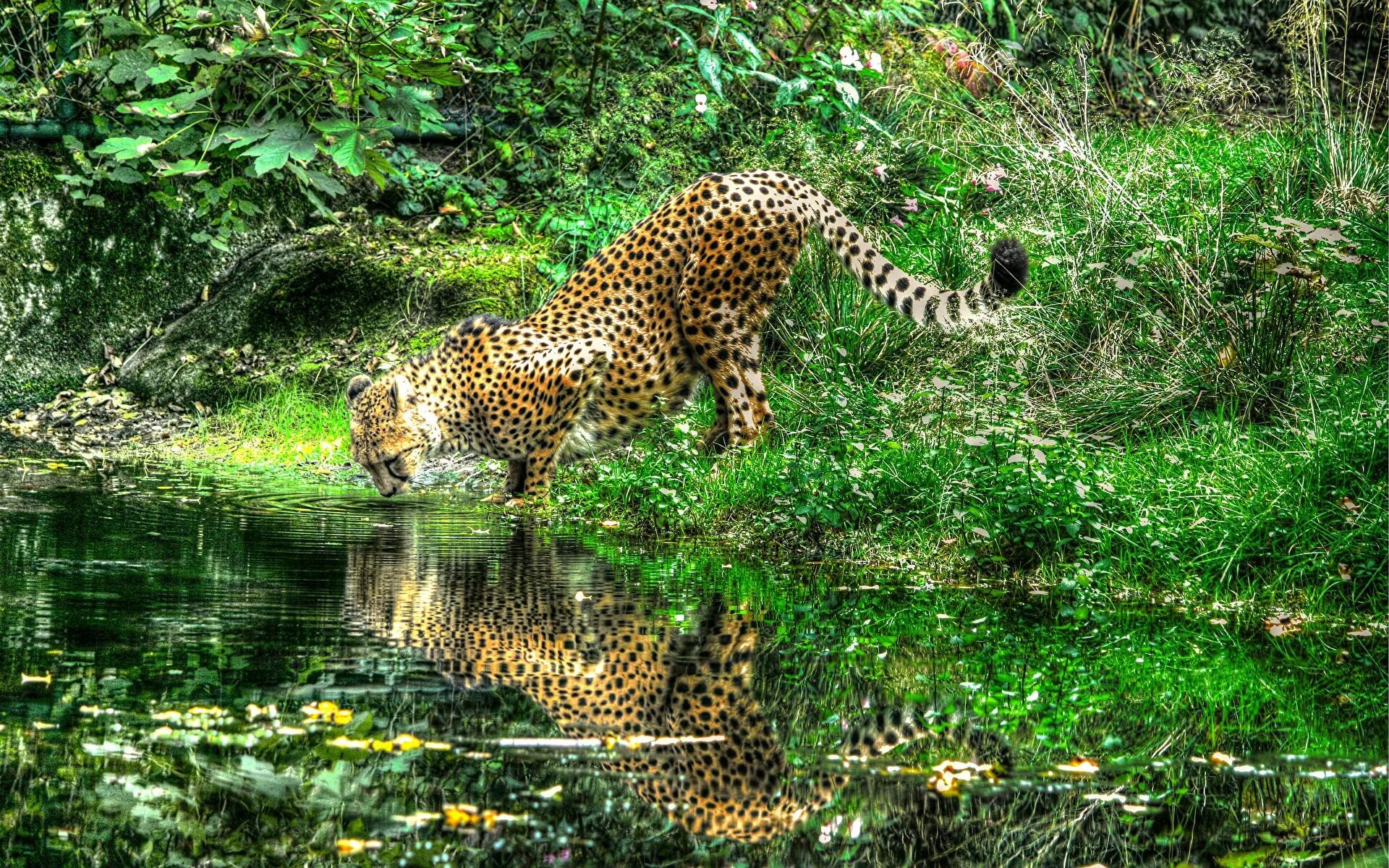 Дикая среда обитания животных. Леопард. Леопард в лесу. Животные в естественной среде обитания. Леопарды в дикой природе.