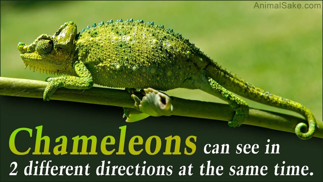 Chameleon перевод. Хамелеон вертикальный. Хамелеон обложка. Бренд с хамелеоном. Золотой хамелеон.