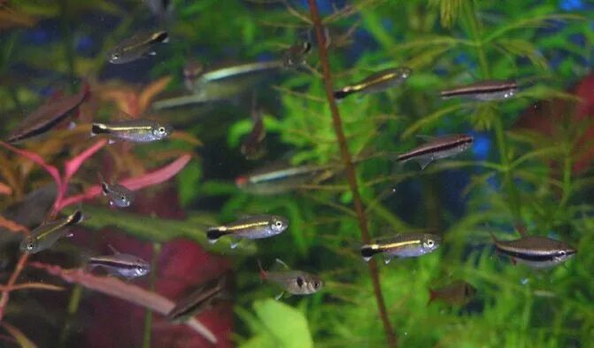 Неон рыбка малек. Нерест вишневых барбусов. Неон рыбка аквариумная размножение. Неоны рыбки размножение. Нерест неонов.