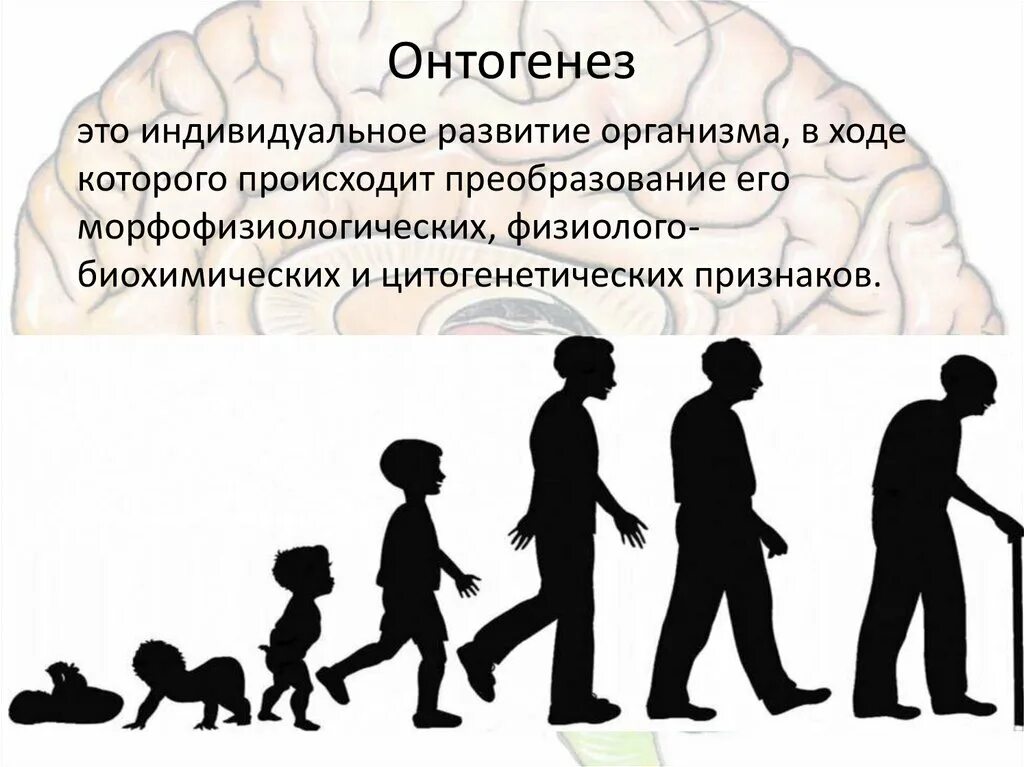 Развитие человека в детстве. Индивидуальное развитие онтогенез. Онтогенез человека. Развитие человека в онтогенезе. Стадии развития человека онтогенез.
