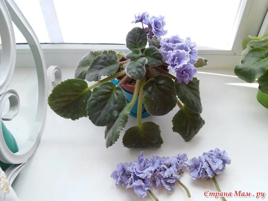 Фиалка суеверия. Узамбарские фиалки в горшке. Фиалка в горшке на окне. Полусухая фиалки как спасти цветы. Фиалка разрушает личную жизнь.