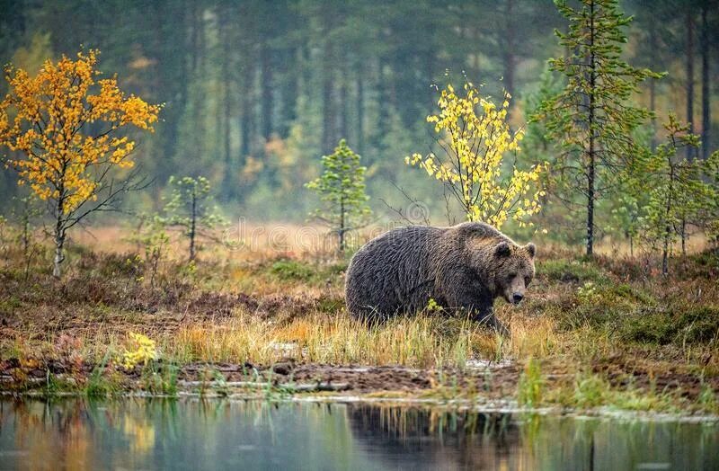 Медведи в болоте. Медведь на болоте. Бурый медведь в болоте. Медведь в болотце. Медведь ест клюкву.