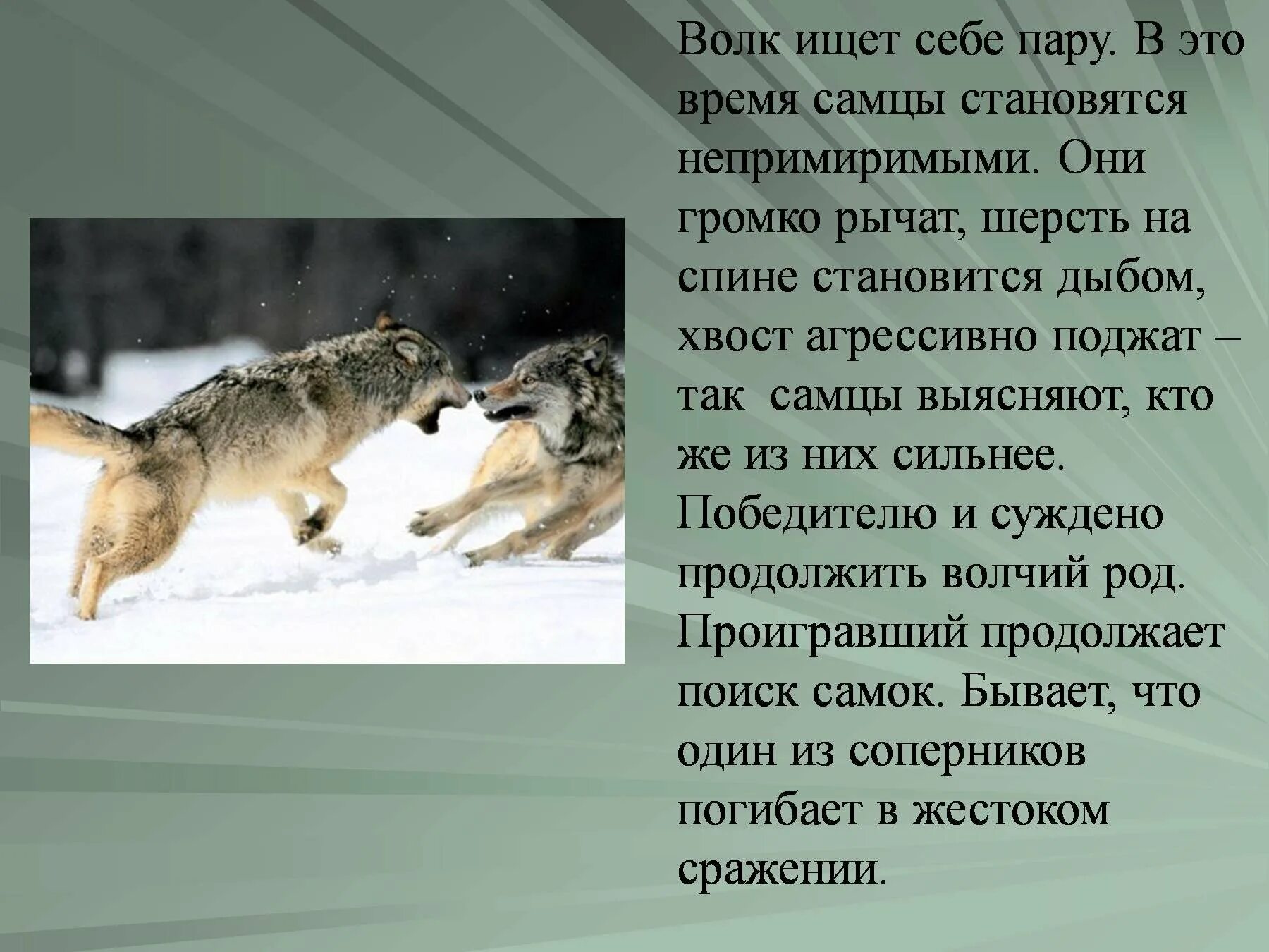 Доклад про волка. Доклад про волка. Рассказ о волке описание. Рассказ о волке 5 класс. Сообщение о волке.