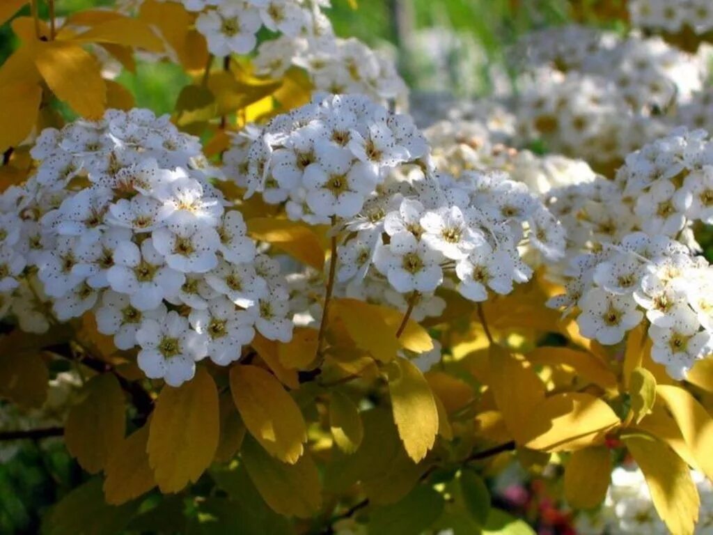 Спирея Вангутта. Спирея Вангутта (Spiraea vanhouttei). Спирея японская Вангутта. Спирея Вангутта декоративные кустарники. Спирея декоративные кустарники фото