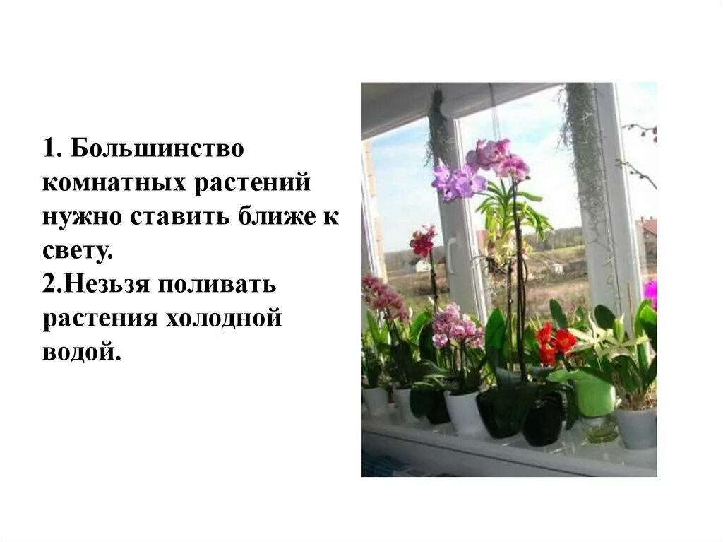 Цветы в холодную воду или теплую. Большинство комнатных растений надо ставить ближе к свету. Тюльпаны луковицы в воде. Какой цветок поливать холодной водой. Опыт с водой растения пьют воду.
