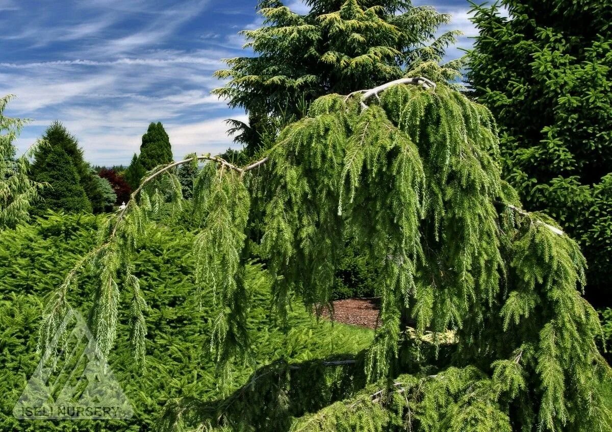 Тсуга канадская Пендула. Тсуга канадская pendula. Тсуга канадская Tsuga canadensis. Тсуга канадская Пендула Tsuga canadensis.