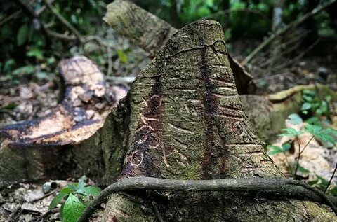 Nature writing