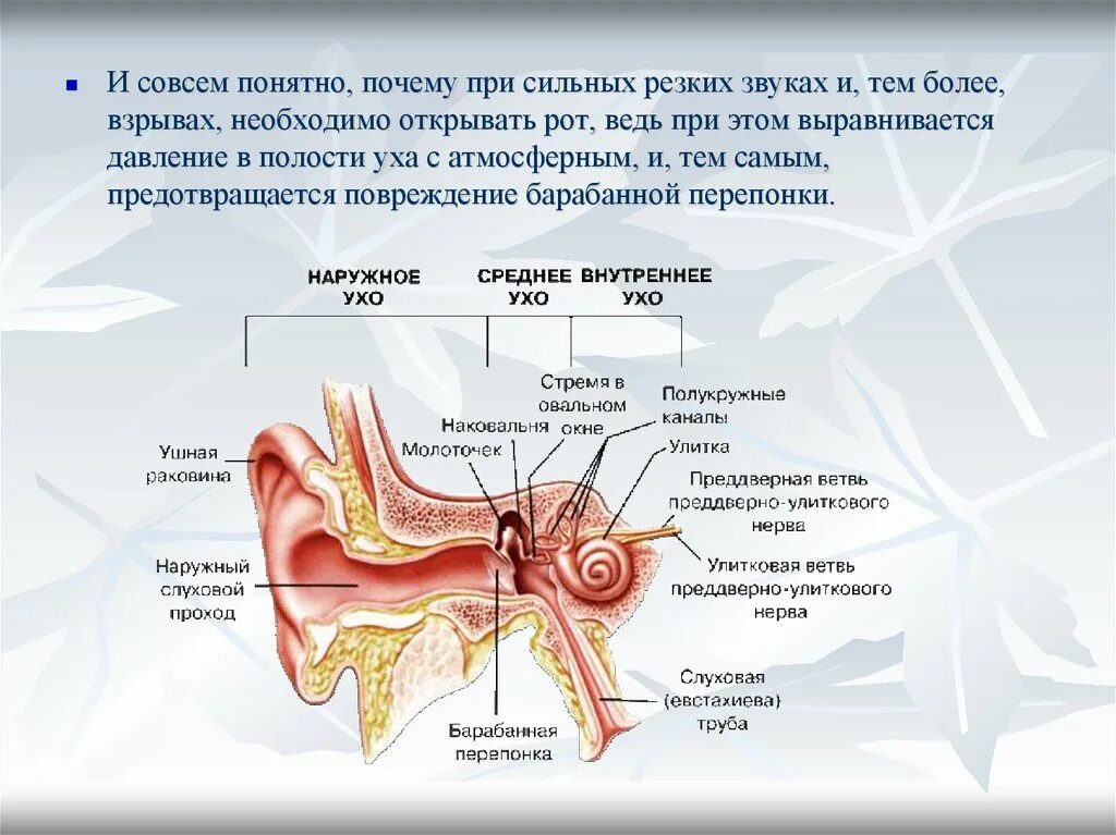 Давление в среднем ухе атмосферное. Органы чувств и анализаторы их взаимодействие и взаимозаменяемость. Пути проникновения инфекции в среднее ухо. Основные пути проникновения инфекции в среднее ухо.. Давление в барабанной полости выравнивается.