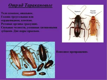 Медицинское значение тараканов
