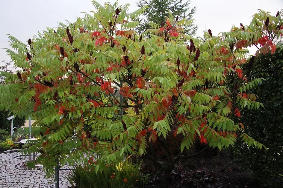 Сумах купить в москве. Сумах оленерогий Rhus typhina. Сумах Rhus typhina. Сумах оленерогий уксусное дерево. Сумах пушистый оленерогий уксусное дерево.