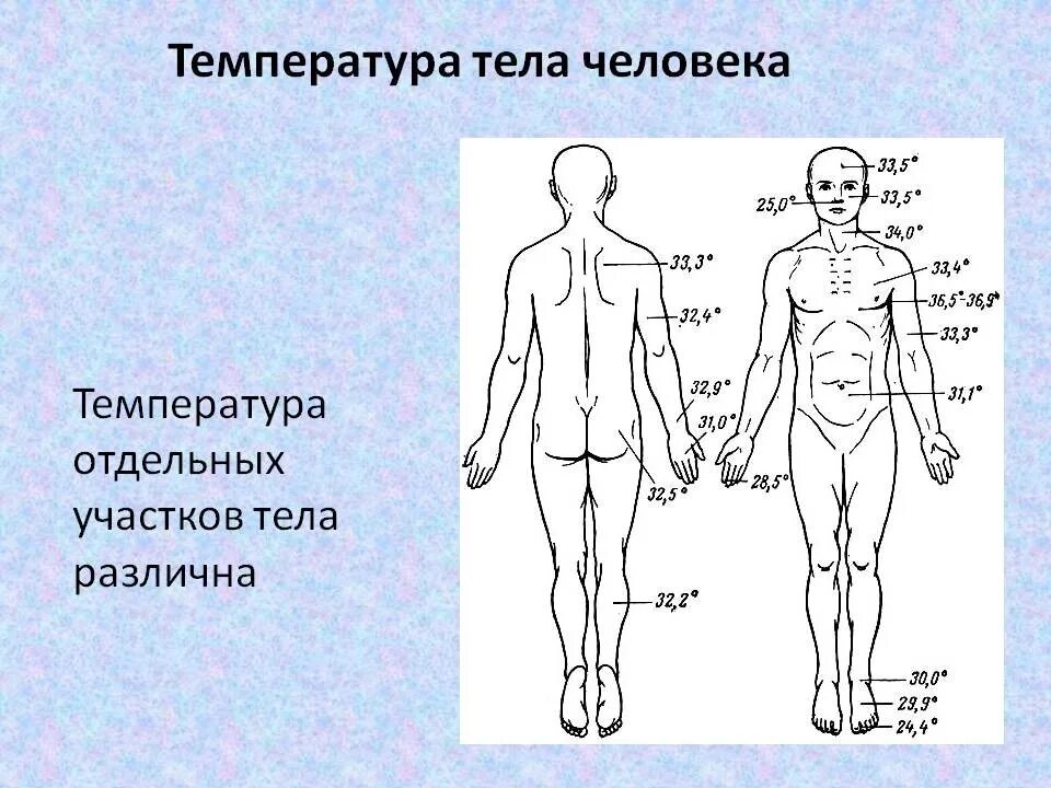 Сколько градусов у человека