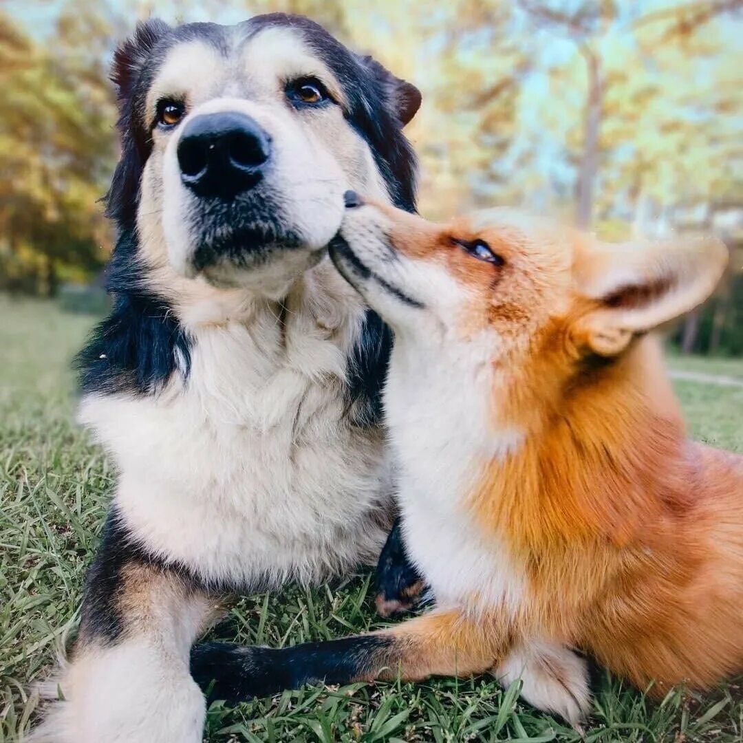 3 animals dogs. Джунипер лиса собака. Дружба животные. Собаки любовь. Животные вместе.