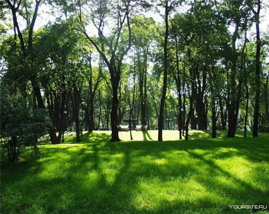 Зеленая зона. Зеленые зоны в городе. Зеленая зона парка. Зеленая зона в парке. Зеленая зона 5