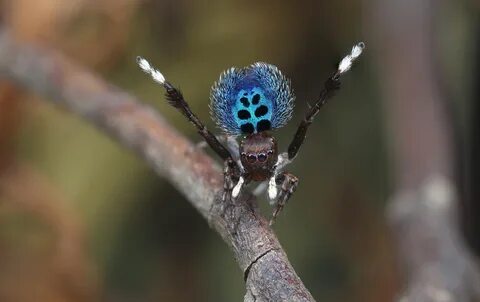 Dancing spider