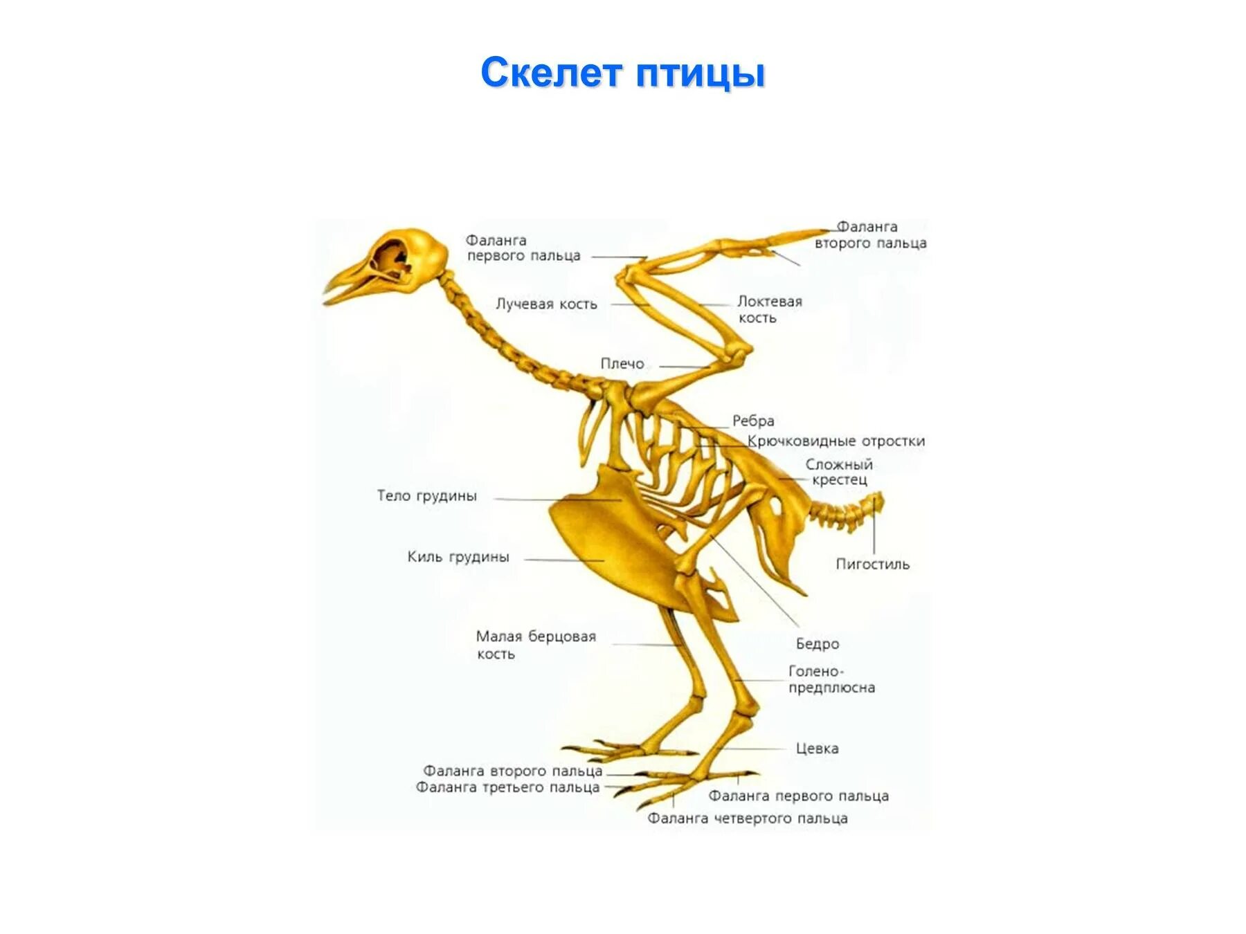 Кости пальцы птицы. Скелет птицы отделы позвоночника. Скелет система птиц. Скелет птицы позвоночник. Скелет птицы биология 7 класс.