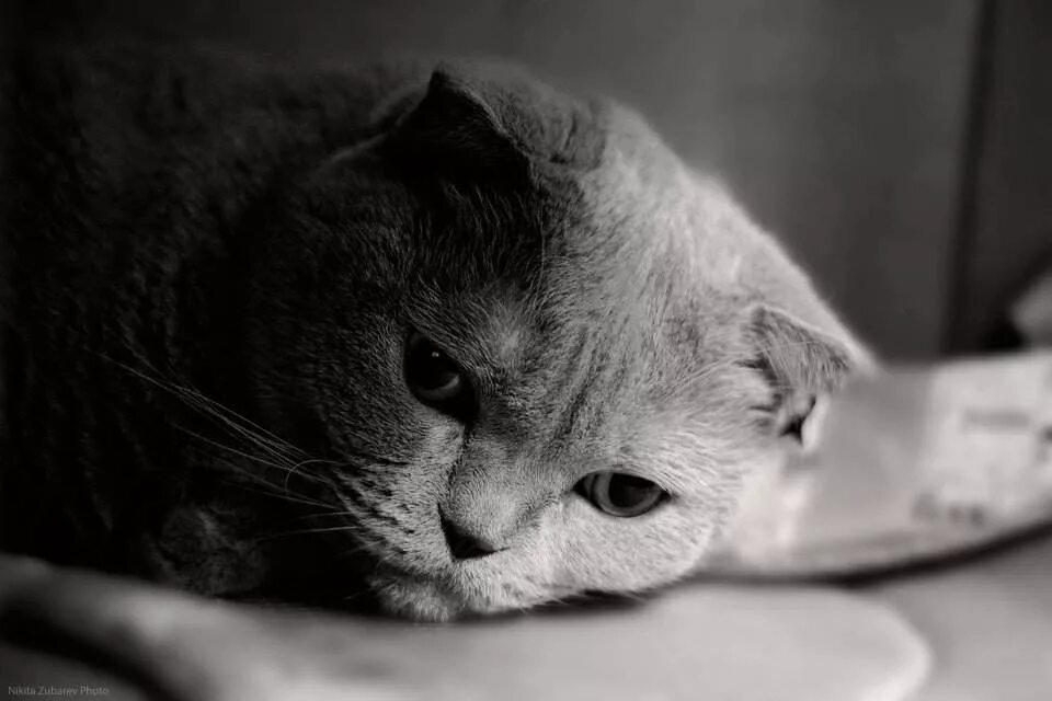 Скучающие картинки. Кот грустит. Грустный кот. Грустная кошка. Печальный котик.