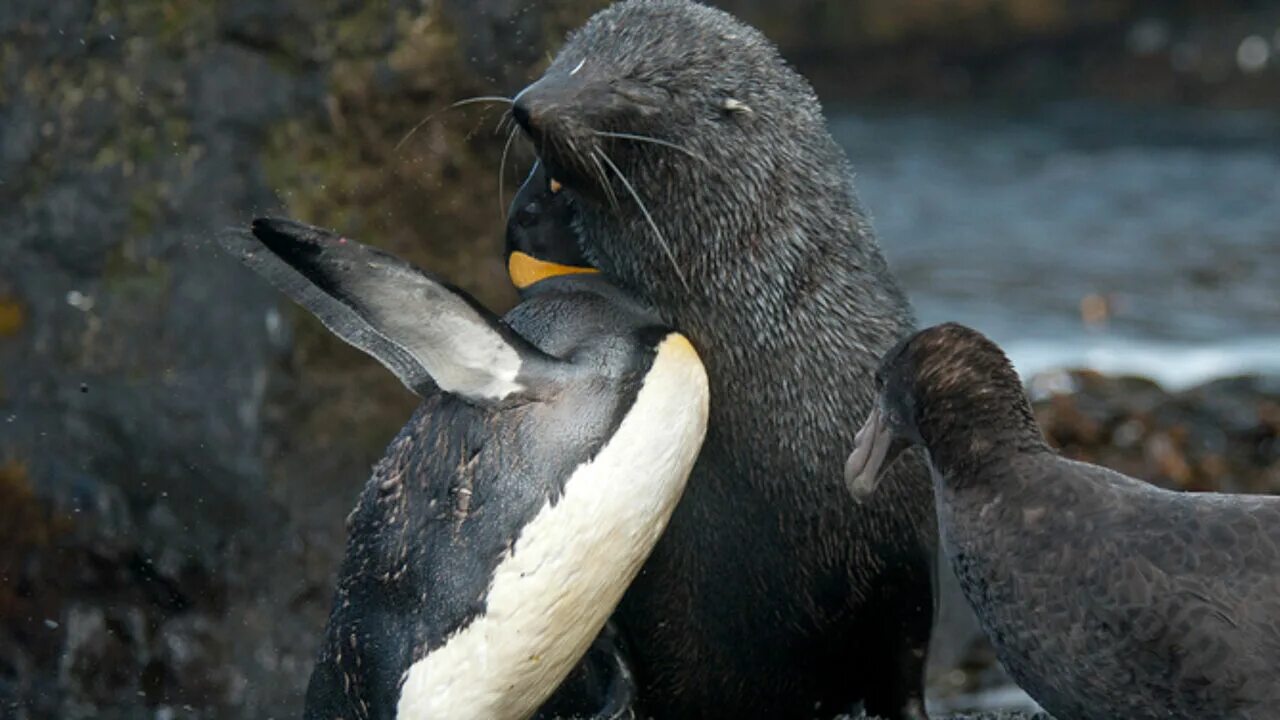 пингвины. пингвин фото. тюлень и пингвин. морские котики и пингвины. морские котики и пингвины.